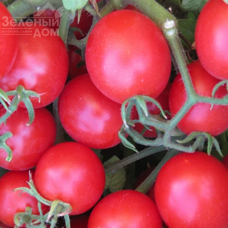 Ачико F1 / Achiko F1 фото 1