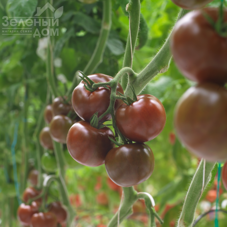 Порцелян F1 / Portselyan F1 фото 1