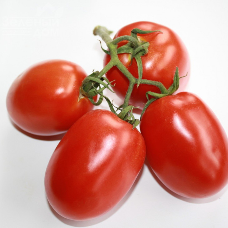 Фідель (INX 1592) F1 / Fidel (INX 1592) F1,90-95 днів фото 3