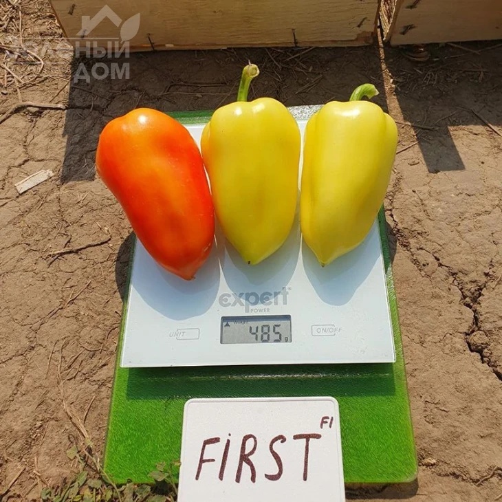 Фьорст F1 / First F1, 55-60 дней фото 2