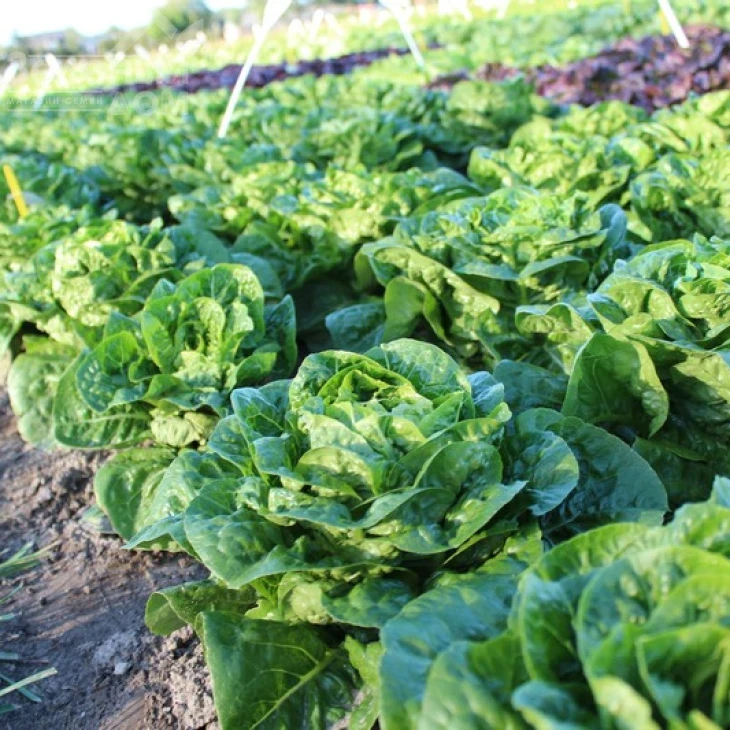 Ксамена / Xamena фото 1