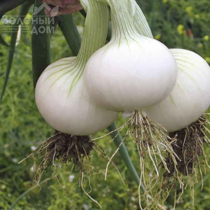 Хиело / Hielo,248 дней фото 1