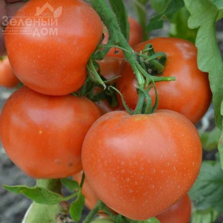 Риксос F1 / Riksos F1 фото 3