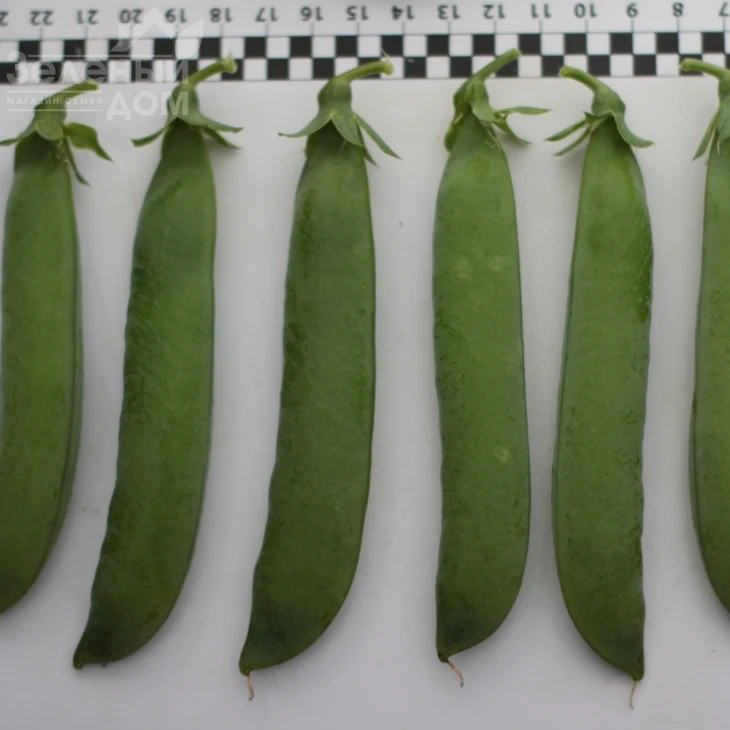 Роялсайз / Royalsayz фото 5