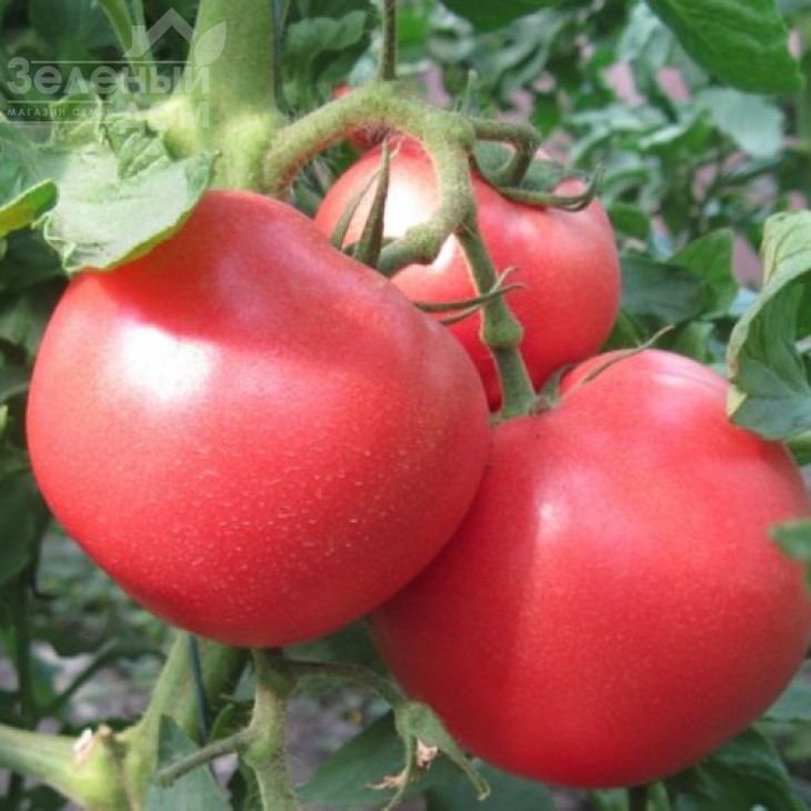 1804 F1 / 1804 F1,100 днів фото 1