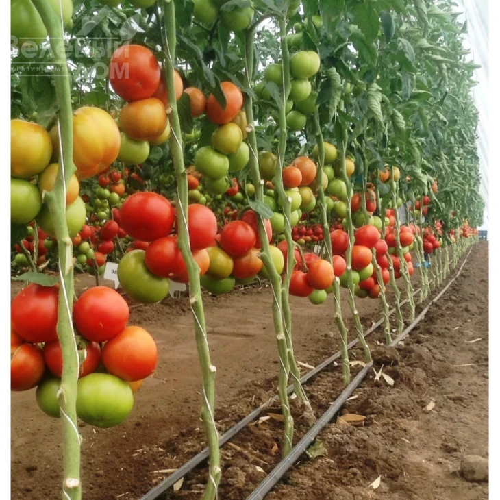 Игидо F1 / Yigido F1,110-115 дней фото 1