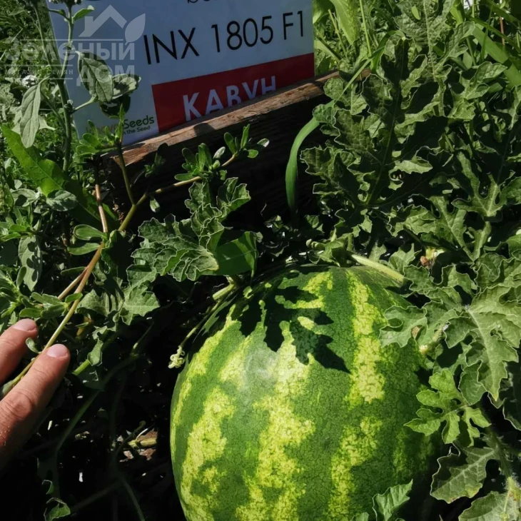 Тейтум (INX 1805) F1 / Taytum (INX 1805) F1,60-65 дней фото 2