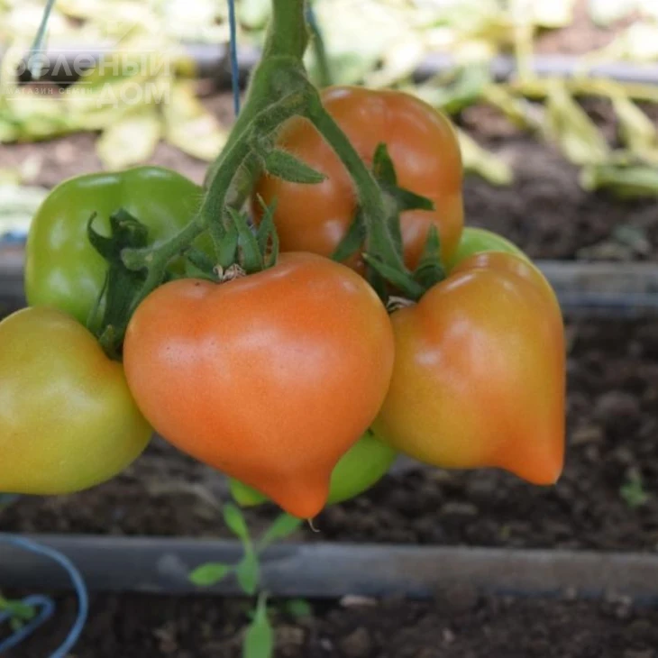 Риксос F1 / Riksos F1 фото 1