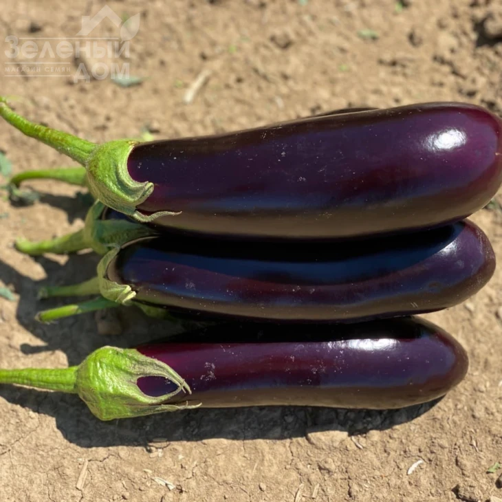 Брат F1 / Brat F1 фото 1