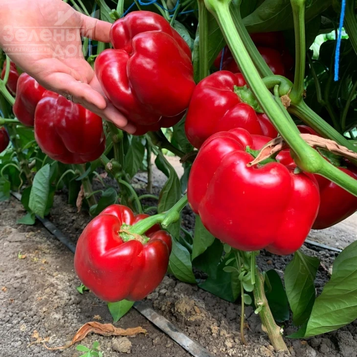 Банкерс F1 / Bancers F1 фото 2