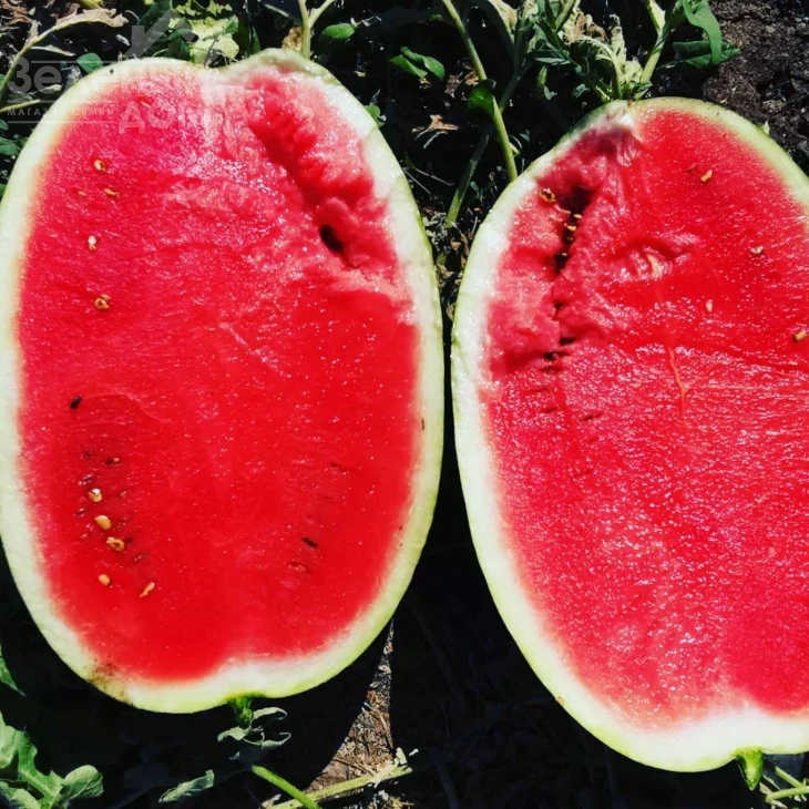 Монро F1 (INX 1723) / Monro F1 (INX 1723),60-62 дня фото 2