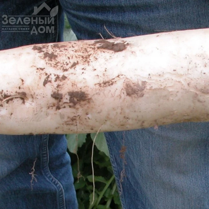 Астор / Astor фото 1