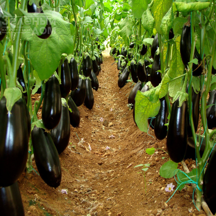 Ельдорадо F1 / Eldorado F1, 60-65 днів фото 5