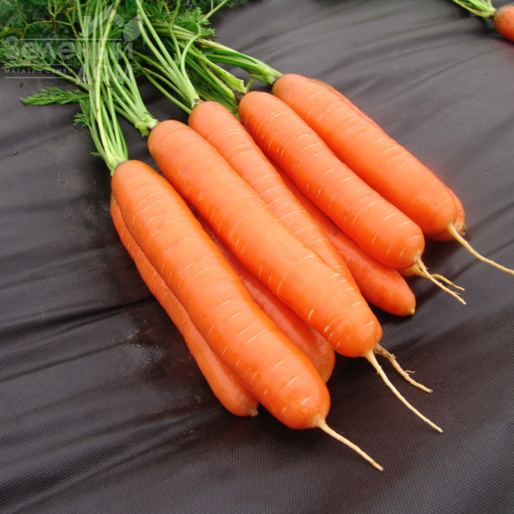 Даріна / Darina,135-145 днів фото 1