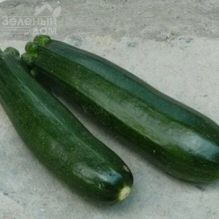 Гамбіт F1 / Gambit F1,40-45 днів фото 2