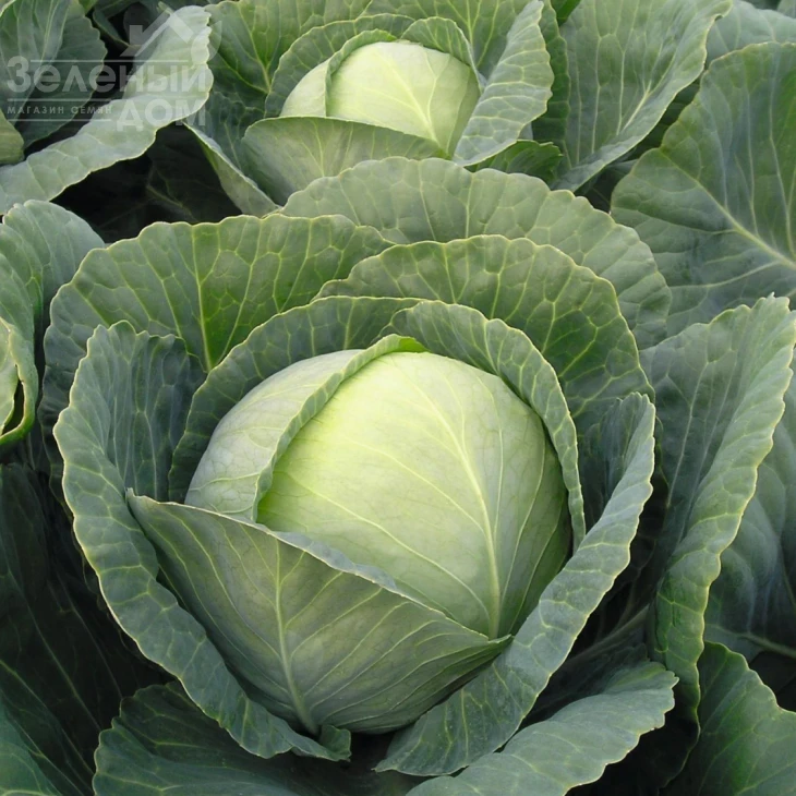 Томас F1 / Tomas F1,83 дня фото 1