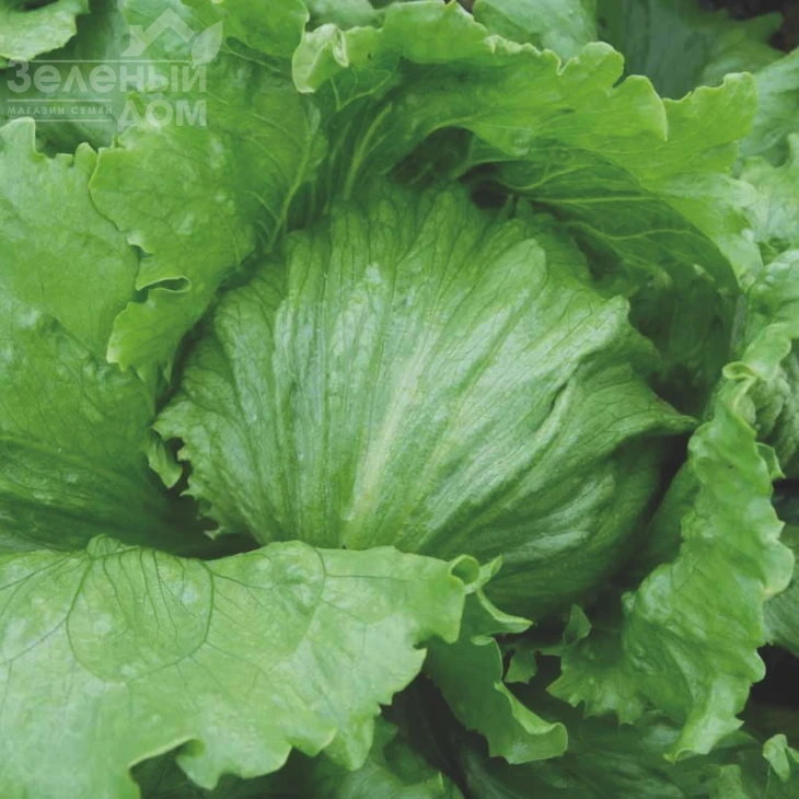 Энсамбл / Ensamble фото 2