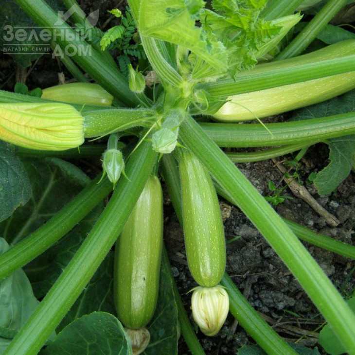 Мостра F1 / Mostra F1,35-40 днів фото 1