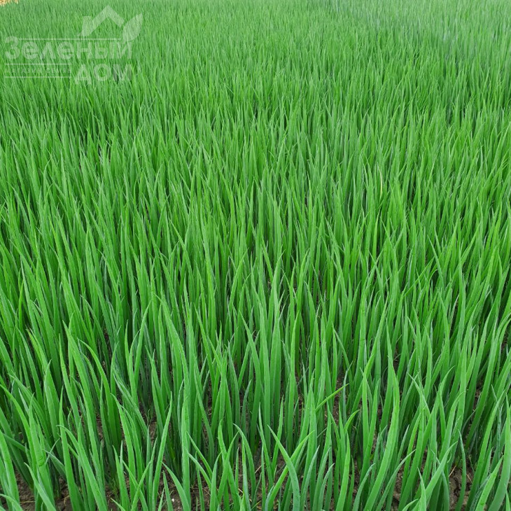 Тотем / Totem фото 3