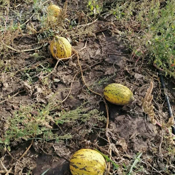 Киркаач 637 / Kirkaach 637 фото 2