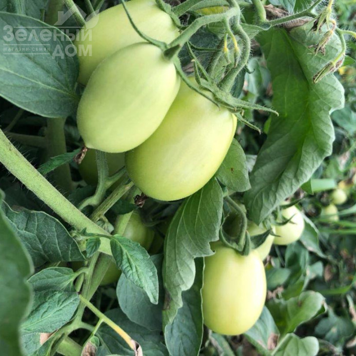 Мадонна (INX 1519) F1 / Madonna (INX 1519) F1,95-100 днів фото 1