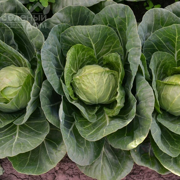 Капитал F1 / Capital F1, 42-45 дней фото 3