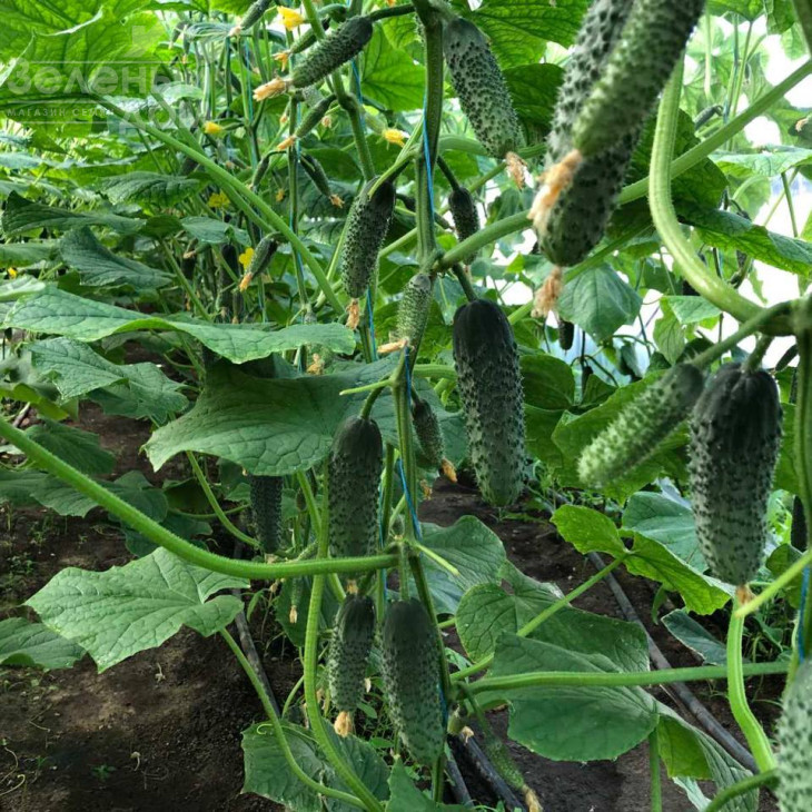 Георг F1 / Georg F1 фото 6