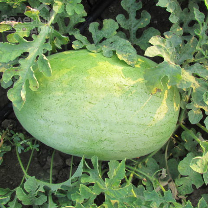 ЛС 1803 F1 / LS 1803 F1 фото 1