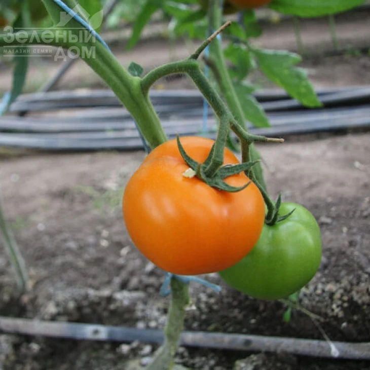 Еллоу Пешен F1 / Yellow Passion F1,100 дней фото 5