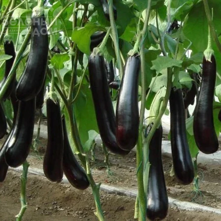 Спени F1 / Speni F1 фото 1