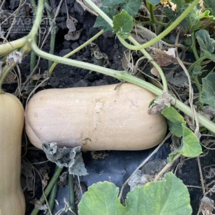 Баррель F1 / Barrel F1, 95 дней фото 2