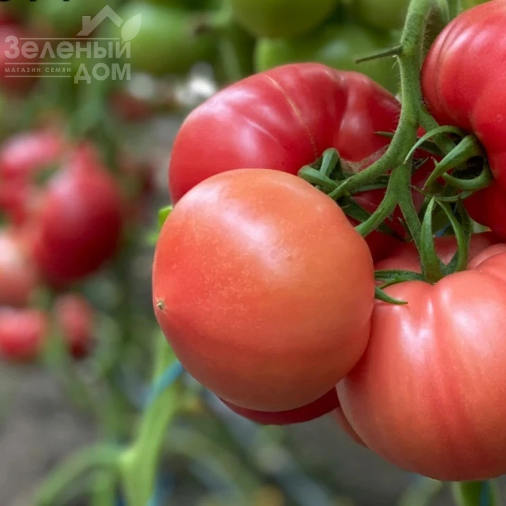 Гюсто F1 / Gusto F1 фото 2