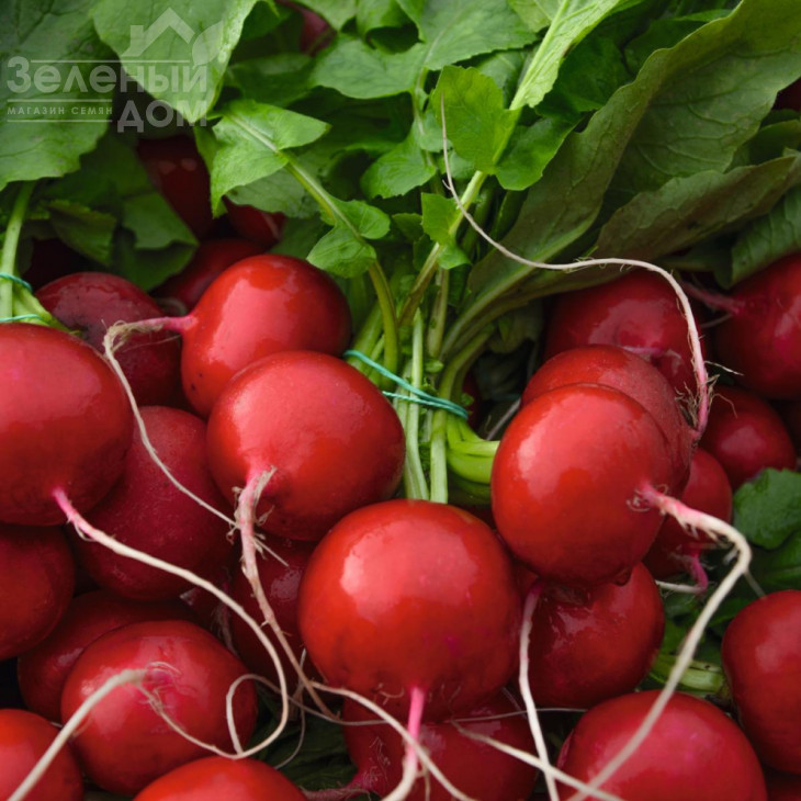 Ролекс F1 / Rolex F1,25-30 днів фото 1