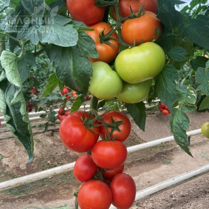 Васмія F1 / Vasmia F1 фото 1