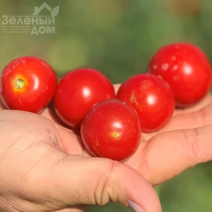 Ламар F1 / Lamar F1, 110-120 дней фото 1