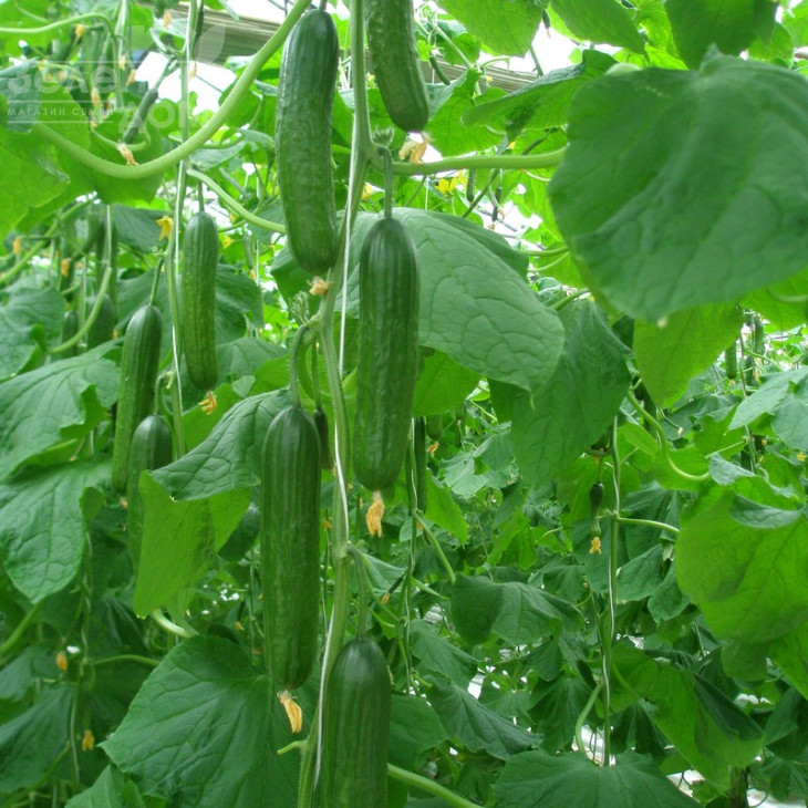 Яні F1 / Yani F1,40-45 днів фото 1