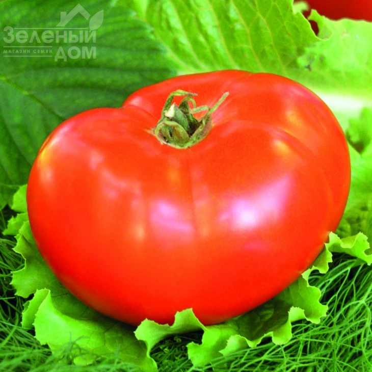 Баллада / Ballada  фото 1