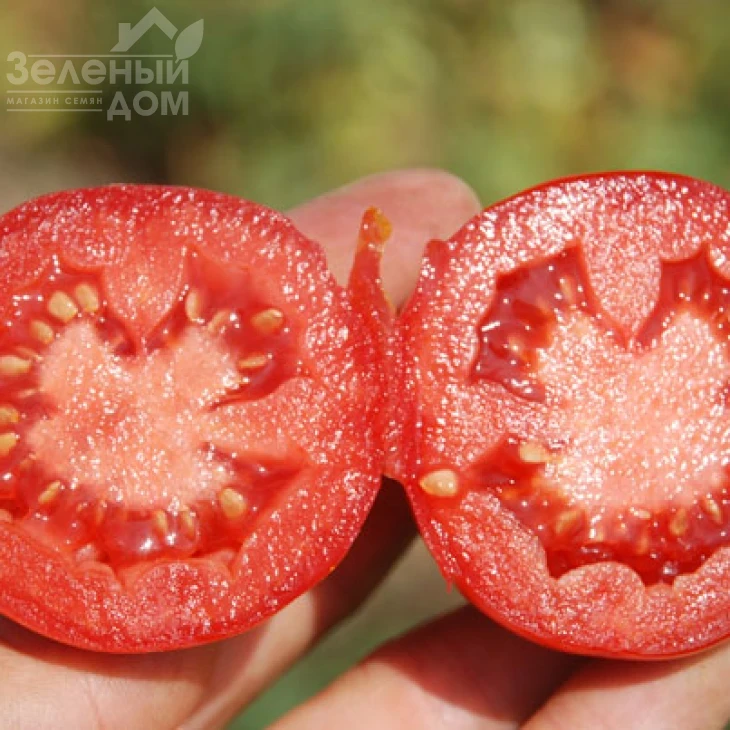 Аксель F1 / Aksel F1,70 дней фото 1