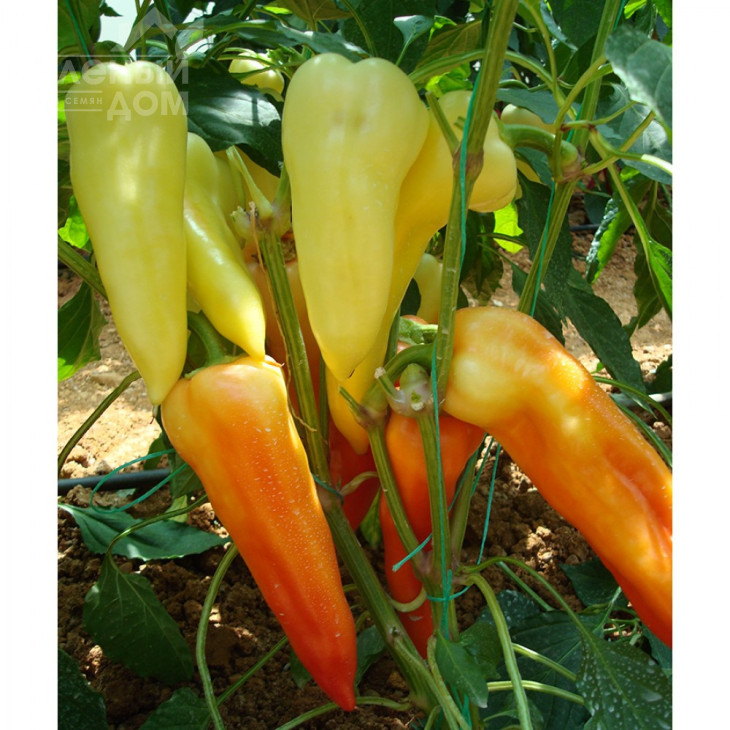 Аккорд F1 / Accord F1,65-70 днів фото 1