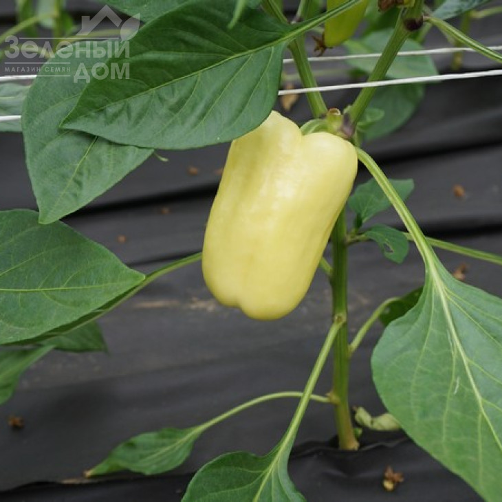 Мадонна F1 / Madonna F1,60-65 днів фото 5