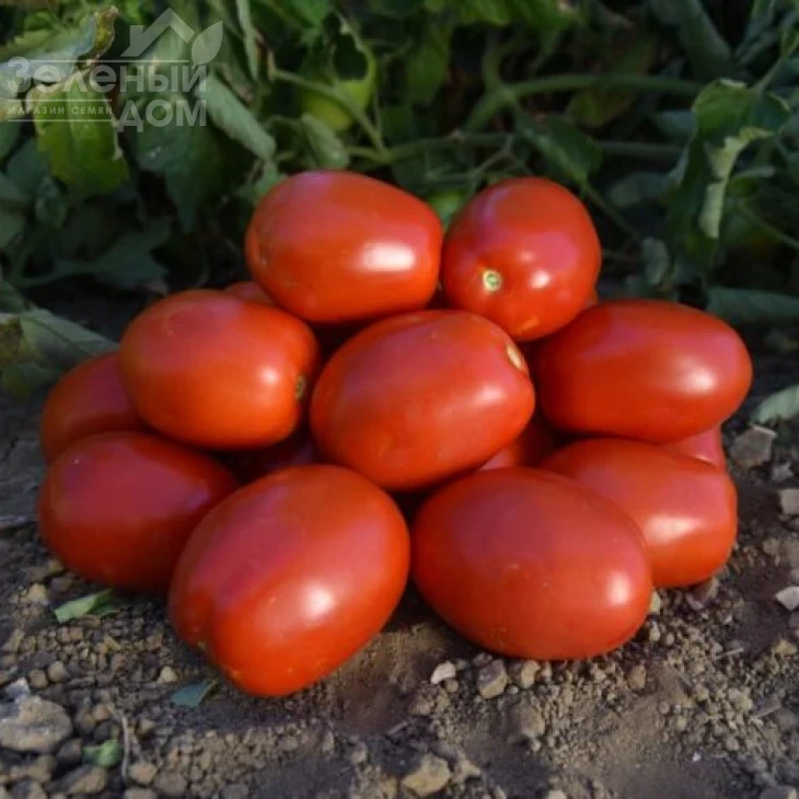 1892 F1 / 1892 F1, 120 дней фото 1