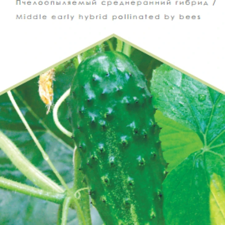 Родничок / Rodnichok фото 1