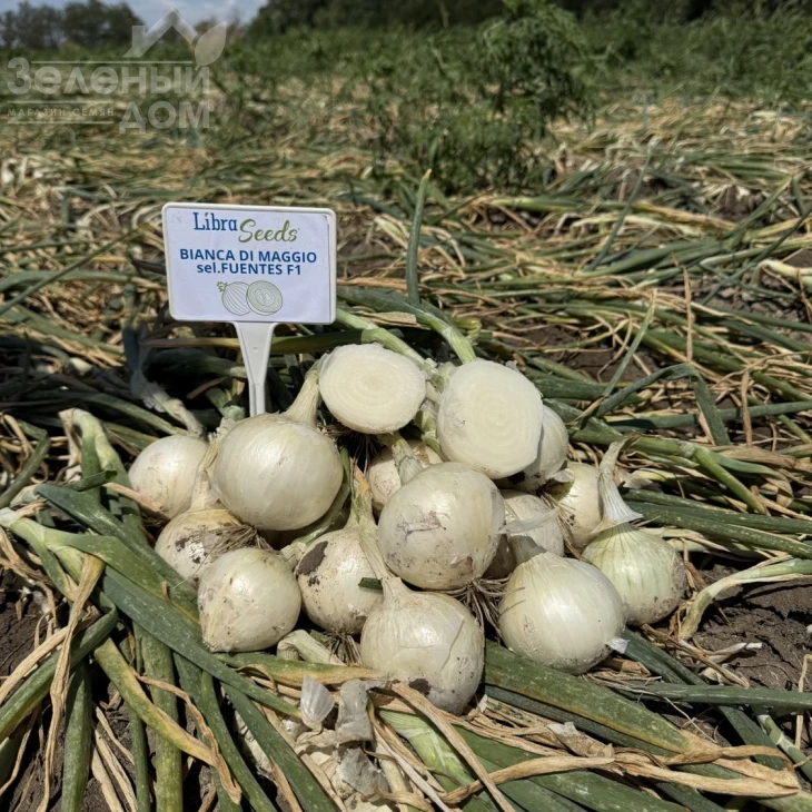 Бьянка F1 / Bianca F1, 275-280 дней фото 1