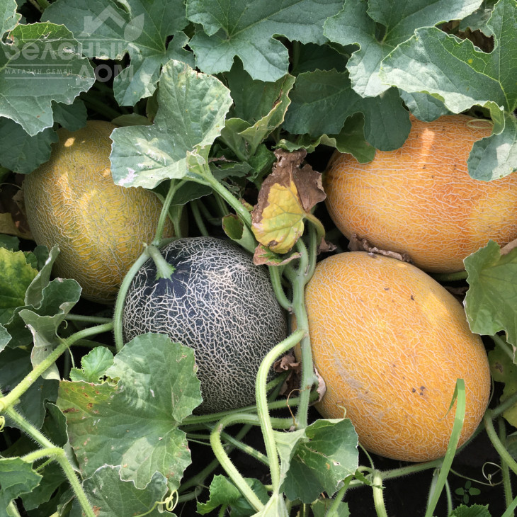 Маорі F1 / Maori F1,70-72 дні фото 3