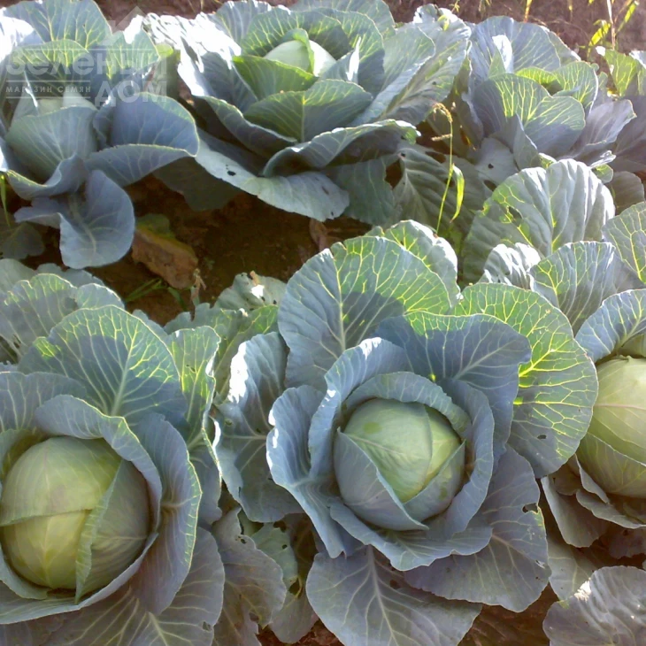 Грин Бой F1 / Greenboy F1, 80-85 дней фото 1