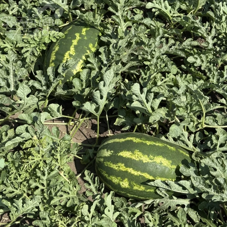 Илювиум F1 / Iliyuvium F1, 70-75 дней фото 3