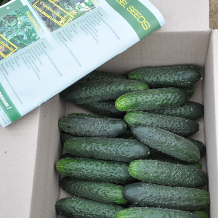 Мозаїк F1 / Mozaik F1 фото 1