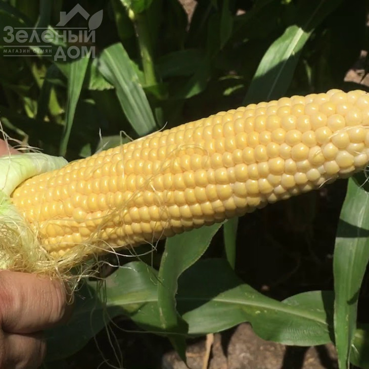 Мірус F1 / Mirus F1,75-78 днів фото 2