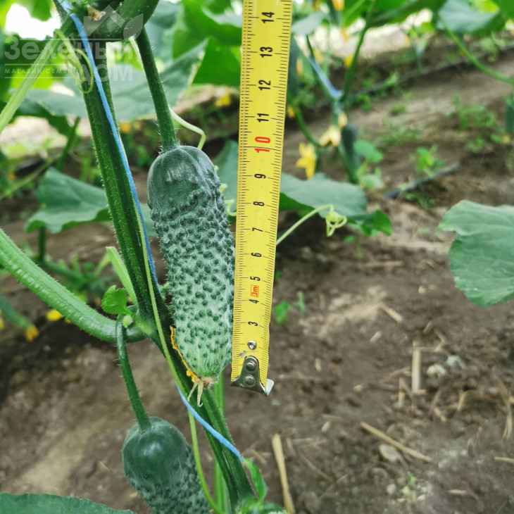 Брутус F1 / Brutus F1,35-37 днів фото 2