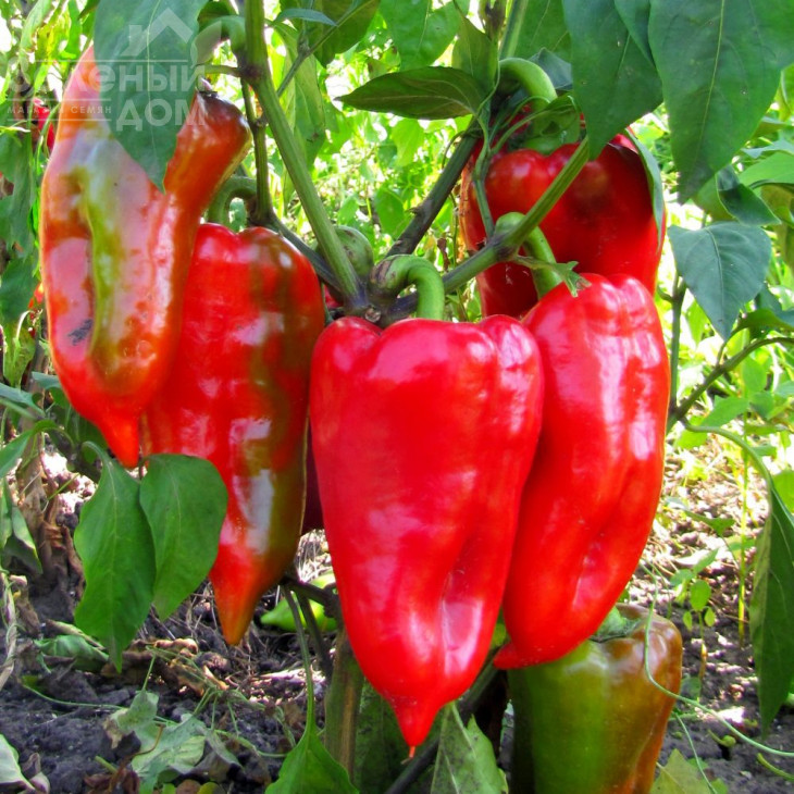 Рафаела F1 / Rafaela F1,50-60 днів фото 1